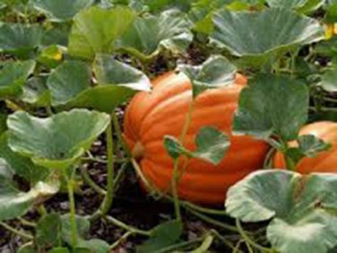 PUMPKIN, MAMMOTH GOLD,  HEIRLOOM, ORGANIC 25+ SEEDS,  LARGE 40-60 POUND PUMPKINS