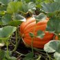 PUMPKIN, MAMMOTH GOLD, HEIRLOOM, ORGANIC 25+ SEEDS, LARGE 40-60 POUND PUMPKINS