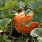 PUMPKIN, MAMMOTH GOLD, HEIRLOOM, ORGANIC 25+ SEEDS, LARGE 40-60 POUND PUMPKINS