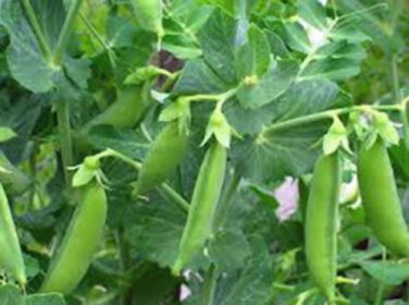 PEAS, SUGAR DADDY SNAP,  HEIRLOOM, ORGANIC 20+ SEEDS, GREAT FOR SALADS / SNACKS