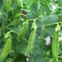 PEAS, SUGAR DADDY SNAP,  HEIRLOOM, ORGANIC 20+ SEEDS, GREAT FOR SALADS / SNACKS
