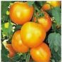 TOMATO, JUBILEE, HEIRLOOM, ORGANIC 25+ SEEDS, DELICIOUSLY SWEET YELLOW FRUIT