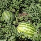 WATERMELLON, KLECKLEY'S SWEET,  HEIRLOOM, ORGANIC 25+ SEEDS, LARGE & SUPER SWEET