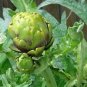 ARTICHOKE, GREEN GLOBE, HEIRLOOM, ORGANIC 20+ SEEDS, LARGE HEALTHY TASTY VEGGIE