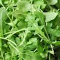 ARUGULA ROQUETTE GREENS, HEIRLOOM, ORGANIC 25+ SEEDS,CRISP & DELICIOUS IN SALADS