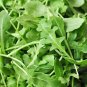 ARUGULA ROQUETTE GREENS, HEIRLOOM, ORGANIC 25+ SEEDS,CRISP & DELICIOUS IN SALADS