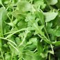 ARUGULA ROQUETTE GREENS, HEIRLOOM, ORGANIC 25+ SEEDS,CRISP & DELICIOUS IN SALADS