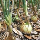 ONION, TEXAS EARLY GRANO, HEIRLOOM, ORGANIC 25+ SEEDS, SHORT DAY, VIDIALA TYPE