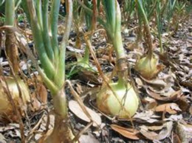 ONION, TEXAS EARLY GRANO, HEIRLOOM, ORGANIC 25+ SEEDS, SHORT DAY, VIDIALA TYPE