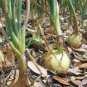 ONION, TEXAS EARLY GRANO, HEIRLOOM, ORGANIC 25+ SEEDS, SHORT DAY, VIDIALA TYPE