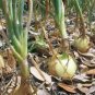 ONION, TEXAS EARLY GRANO, HEIRLOOM, ORGANIC 25+ SEEDS, SHORT DAY, VIDIALA TYPE