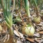 ONION, TEXAS EARLY GRANO, HEIRLOOM, ORGANIC 25+ SEEDS, SHORT DAY, VIDIALA TYPE