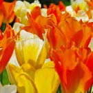 EMPEROR TULIP BULB, JAZZ MIX , STUNNING  PERENNIAL TULIPS, BULBS, LARGE FLOWERS