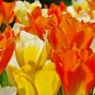 EMPEROR TULIP BULB, JAZZ MIX , STUNNING PERENNIAL TULIPS, BULBS, LARGE FLOWERS