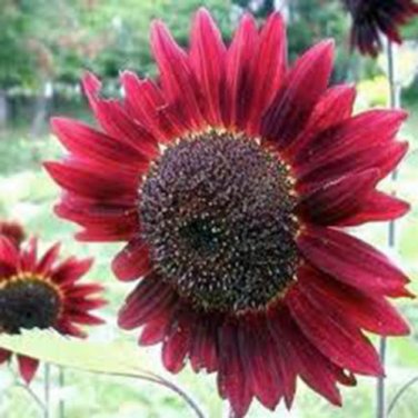 RED SUN SUNFLOWER 25+ SEEDS ORGANIC, BEAUTIFUL BRIGHT RED BLOOMS, MULTIPLE HEADS