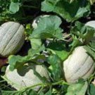 CANTALOUPE, HALES BEST JUMBO,  HEIRLOOM, ORGANIC 25+ SEEDS, SWEET AND DELICIOUS