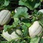 CANTALOUPE, HALES BEST JUMBO, HEIRLOOM, ORGANIC 25+ SEEDS, SWEET AND DELICIOUS