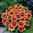 GAILLARDIA, ARIZONA SUN, 25+ SEEDS ORGANICLY GROWN