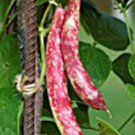 BEAN, TAYLOR DWARF HORT. BUSH , HEIRLOOM, ORGANIC 20+ SEEDS, COLORFUL N TASTY