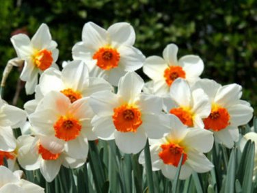 BULB, DAFFODIL, BARRETT BROWNING , YELLOW  PERENNIAL DAFFODIL BULBS,  FLOWERS
