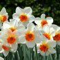 BULB, DAFFODIL, BARRETT BROWNING , YELLOW  PERENNIAL DAFFODIL BULBS,  FLOWERS