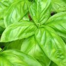 BASIL, ITALIAN LARGE LEAF, HEIRLOOM, ORGANIC 25+ SEEDS, GREAT FRESH/ DRIED HERB