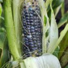 CORN, BLUE HOPI,  HEIRLOOM, ORGANIC 20+ SEEDS, GREAT FOR MAKING BLUE CORN FLOUR