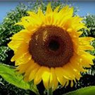 SUNFLOWER, MAMMOTH RUSSIAN, 20+ SEEDS ORGANIC NEWLY HARVESTED, 7-10 Foot Tall