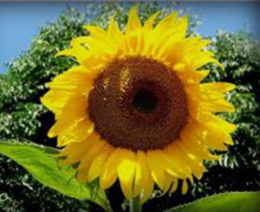 SUNFLOWER, MAMMOTH RUSSIAN, 20+ SEEDS ORGANIC NEWLY HARVESTED, 7-10 Foot Tall