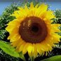 SUNFLOWER, MAMMOTH RUSSIAN, 20+ SEEDS ORGANIC NEWLY HARVESTED, 7-10 Foot Tall