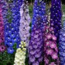 DELPHINIUM, NEW MILLENIUM STARS, 100+ SEEDS ORGANIC NEWLY HARVESTED, CUT  FLOWER
