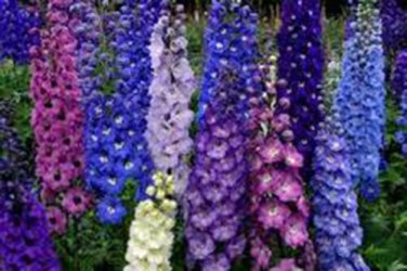 DELPHINIUM, NEW MILLENIUM STARS, 100+ SEEDS ORGANIC NEWLY HARVESTED, CUT  FLOWER