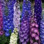 DELPHINIUM, NEW MILLENIUM STARS, 100+ SEEDS ORGANIC NEWLY HARVESTED, CUT FLOWER