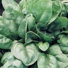 SPINACH, GIANT NOBEL, HEIRLOOM, ORGANIC, 25+ SEEDS, SPINACH SEEDS, GREAT FRESH