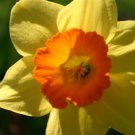 BULB, DAFFODIL, FORTUNE , YELLOW  PERENNIAL DAFFODIL BULBS, YELLOW FLOWERS