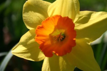 BULB, DAFFODIL, FORTUNE , YELLOW  PERENNIAL DAFFODIL BULBS, YELLOW FLOWERS
