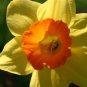 BULB, DAFFODIL, FORTUNE , YELLOW PERENNIAL DAFFODIL BULBS, YELLOW FLOWERS