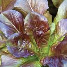 LETTUCE, RED ROMAINE,, HEIRLOOM, ORGANIC 25+ SEEDS, CRISP, DARK LEAVES
