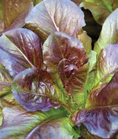 LETTUCE, RED ROMAINE,, HEIRLOOM, ORGANIC 25+ SEEDS, CRISP, DARK LEAVES