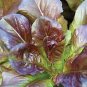 LETTUCE, RED ROMAINE,, HEIRLOOM, ORGANIC 25+ SEEDS, CRISP, DARK LEAVES