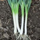 ONION, TOKOYO LONG WHITE,  HEIRLOOM, ORGANIC 25+ SEEDS, GREAT IN SALADS& COOKING