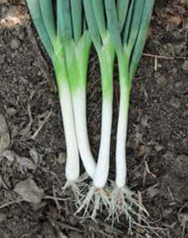 ONION, TOKOYO LONG WHITE,  HEIRLOOM, ORGANIC 25+ SEEDS, GREAT IN SALADS& COOKING
