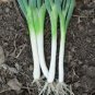 ONION, TOKOYO LONG WHITE, HEIRLOOM, ORGANIC 25+ SEEDS, GREAT IN SALADS& COOKING