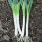 ONION, TOKOYO LONG WHITE, HEIRLOOM, ORGANIC 25+ SEEDS, GREAT IN SALADS& COOKING