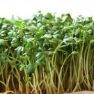 CRESS, CURLED,  HEIRLOOM, ORGANICLY GROWN 25+ SEEDS