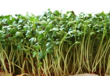 CRESS, CURLED,  HEIRLOOM, ORGANICLY GROWN 25+ SEEDS