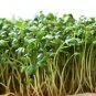 CRESS, CURLED,  HEIRLOOM, ORGANICLY GROWN 25+ SEEDS