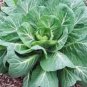 COLLARD GREENS, GEORGIA SOUTHERN, HEIRLOOM, ORGANIC 50+ SEEDS, GREAT TASTING
