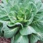 COLLARD GREENS, GEORGIA SOUTHERN, HEIRLOOM, ORGANIC 50+ SEEDS, GREAT TASTING