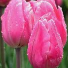 BULB, TULIP, PINK IMPRESSI0N, PURE PINK PERENNIAL TULIP BULBS, PINK FLOWERS